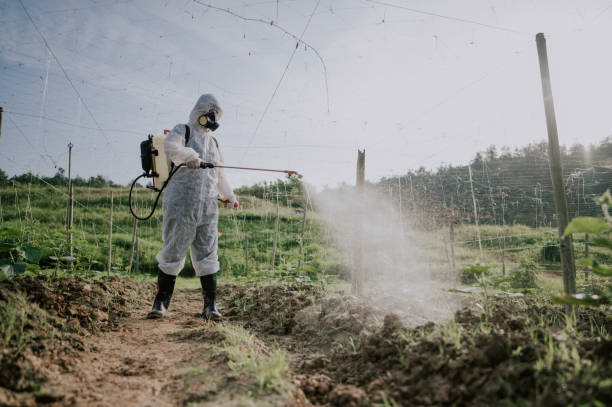 Best Affordable Pest Control Services  in South Roxana, IL
