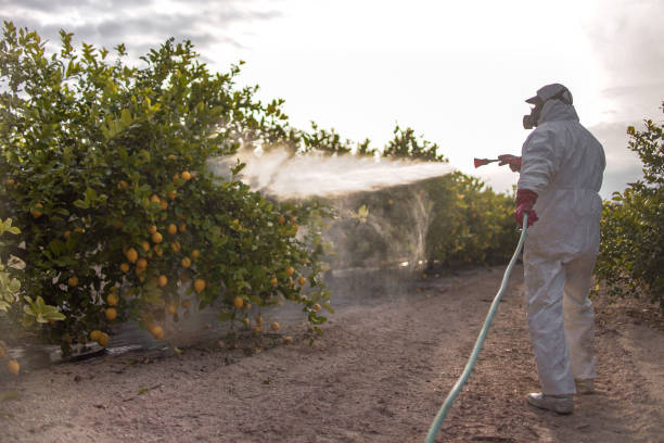 Best Emergency Pest Control  in South Roxana, IL