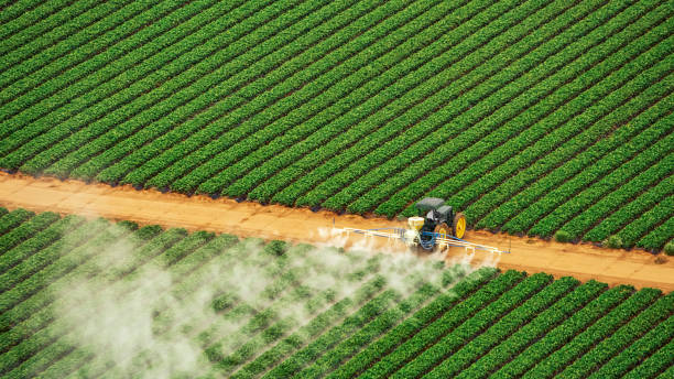 Reliable South Roxana, IL Pest Control Solutions