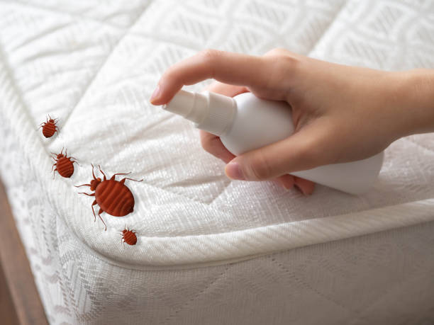Best Spider Control Near Me  in South Roxana, IL